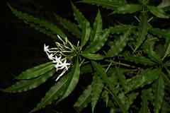 Alstonia venenata